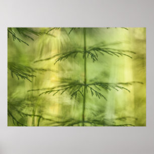 Horsetail Nature Foto Poster