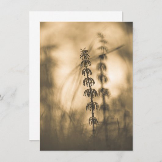 Horsetail Sepia Fotokarte (Vorne/Hinten)