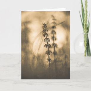 Horsetail Sepia Photograph Karte