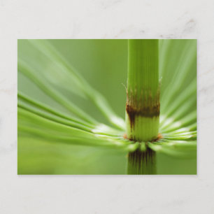 Horsetail, Stanley Park   British Columbia Postkarte