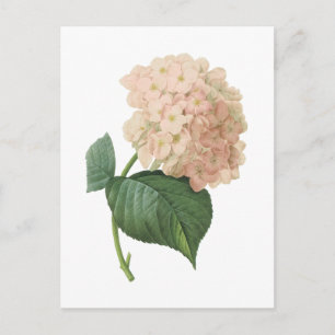 Hortensia (Hydrangea-SP.) durch Redouté Postkarte