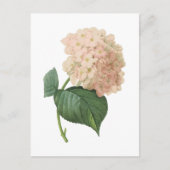Hortensia (Hydrangea-SP.) durch Redouté Postkarte (Vorderseite)