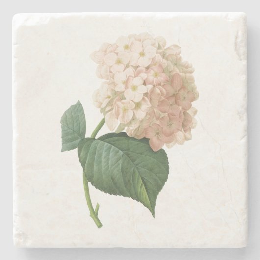 Hortensia (Hydrangea-SP.) durch Redouté Steinuntersetzer (Vorderseite)