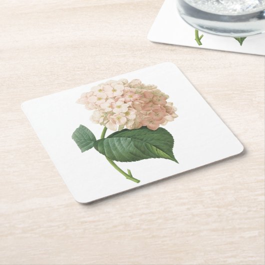 Hortensia(Hydrangea sp.) von Redouté Rechteckiger Pappuntersetzer (angewinkelt)