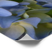 Hortensia Poster (Ecke)