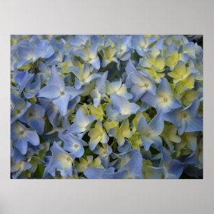Hortensia Poster