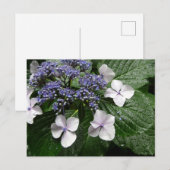Hortensie: Japan Postkarte (Vorne/Hinten)