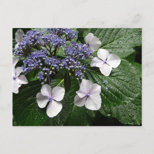 Hortensie: Japan Postkarte (Vorderseite)