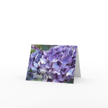 Hortensie Lila Blüte
