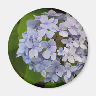 Hortensie Magnet
