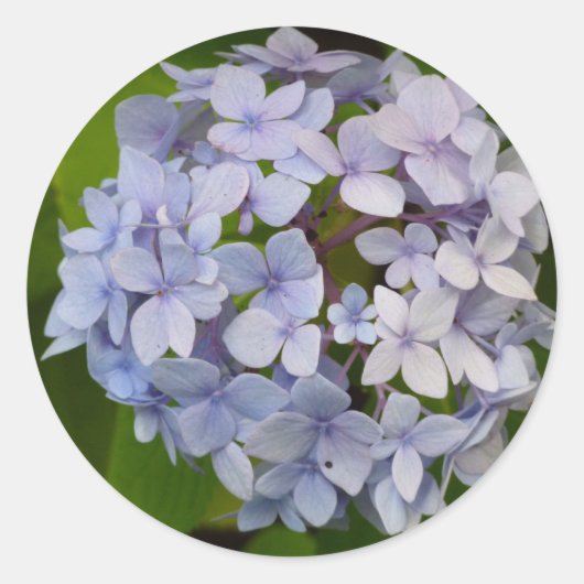 Hortensie Runder Aufkleber (Vorderseite)