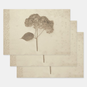 Hortensie Vintage Antik Sepia Rustikal Blumen Geschenkpapier Set