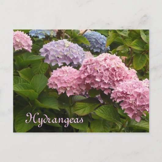 Hortensien Postkarte (Vorderseite)