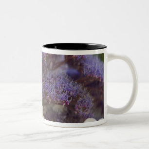 Hortensienblüte, Dr. Sun Yat-Sen Chinesischer Gart Zweifarbige Tasse