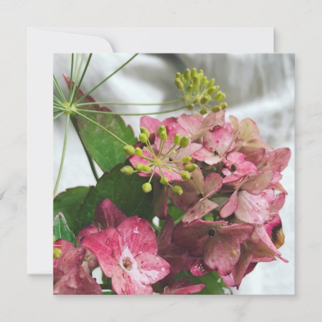 Hortensienblüte trifft auf Regen und Dill (Vorderseite)
