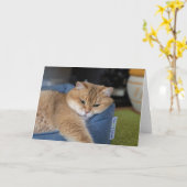 Hosico ruht karte (Gelbe Blume)