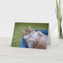 Hosico sieht Sie an Karte