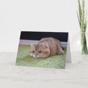 Hosico Träume Karte