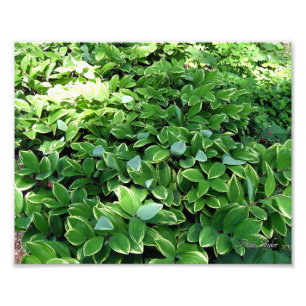 Hosta Bed Fotodruck