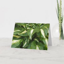 Hosta-Blätter Karte