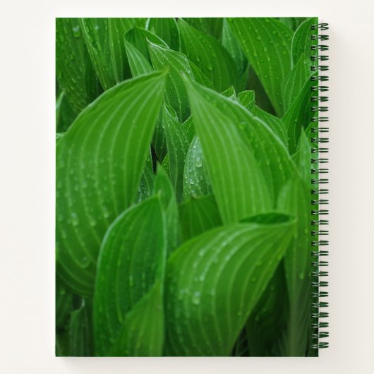 Hosta Blätter mit Raindrops Garden Notebook Notizblock (Rückseite)