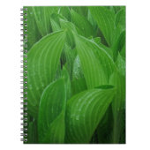 Hosta Blätter mit Raindrops Notebook Notizblock (Vorderseite)