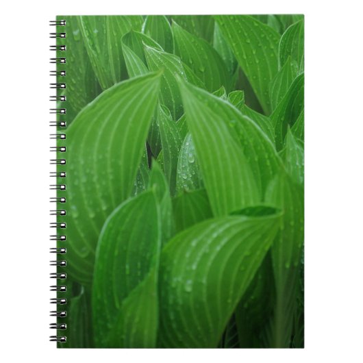 Hosta Blätter mit Raindrops Notebook Notizblock (Vorderseite)