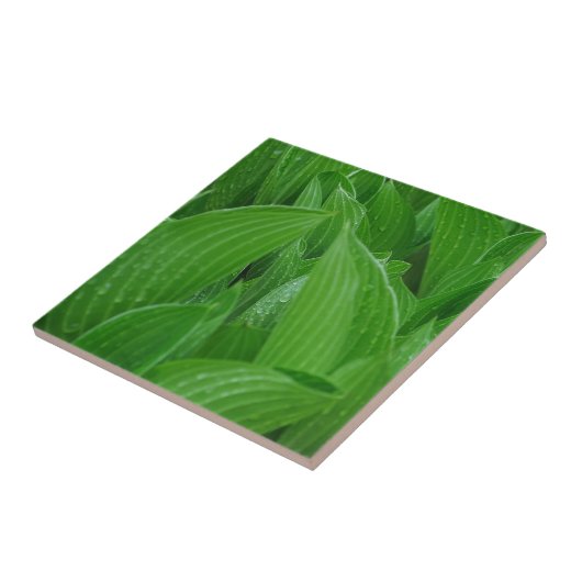 Hosta-Blätter mit Regentropfen-Fliese Fliese (Seite)