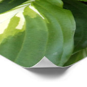 Hosta-Blätter Poster (Ecke)