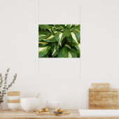 Hosta-Blätter Poster (Küche)