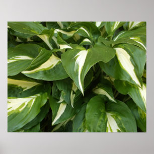 Hosta-Blätter Poster