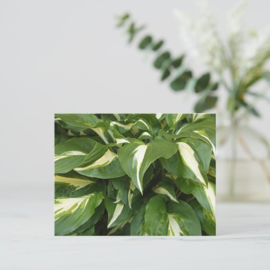 Hosta-Blätter Postkarte (Stehend Vorderseite)