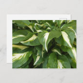 Hosta-Blätter Postkarte (Vorne/Hinten)