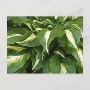 Hosta-Blätter Postkarte