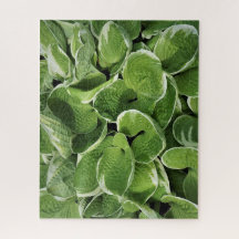 Hosta-Blätter