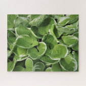 Hosta-Blätter Puzzle (Horizontal)
