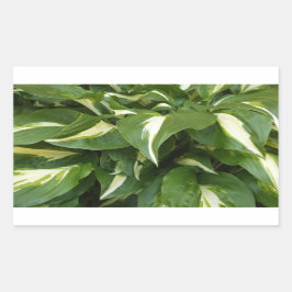Hosta-Blätter Rechteckiger Aufkleber
