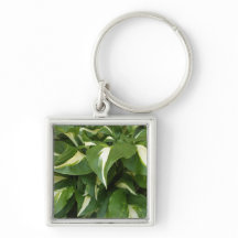 Hosta-Blätter