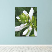 Hosta Blooming Canvas Print Leinwanddruck (Insitu (Holzboden))