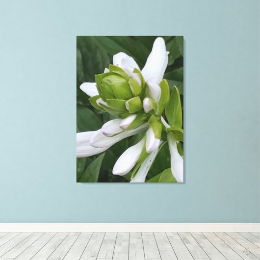 Hosta Blooming Canvas Print Leinwanddruck (Insitu (Holzboden))