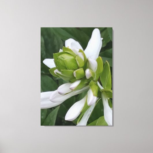 Hosta Blooming Canvas Print Leinwanddruck (Vorderseite)