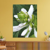 Hosta Blooming Canvas Print Leinwanddruck (Insitu (Wohnzimmer))