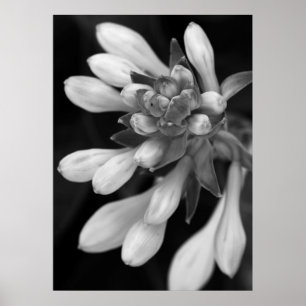Hosta Blooms Poster