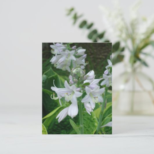 Hosta Blooms Postkarte (Stehend Vorderseite)