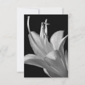Hosta Blume Black, White Elegant Makro Foto (Vorderseite)