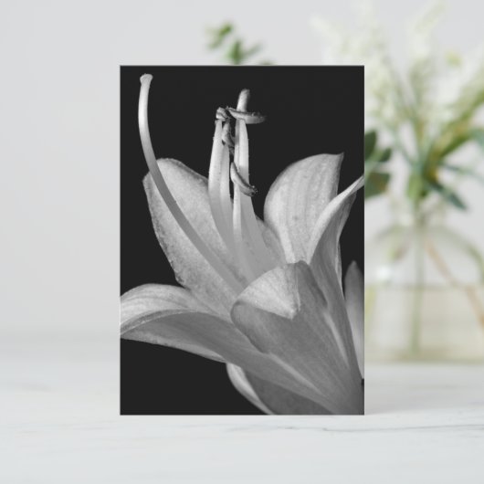 Hosta Blume Black, White Elegant Makro Foto (Stehend Vorderseite)