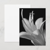 Hosta Blume Black, White Elegant Makro Foto (Vorne/Hinten)