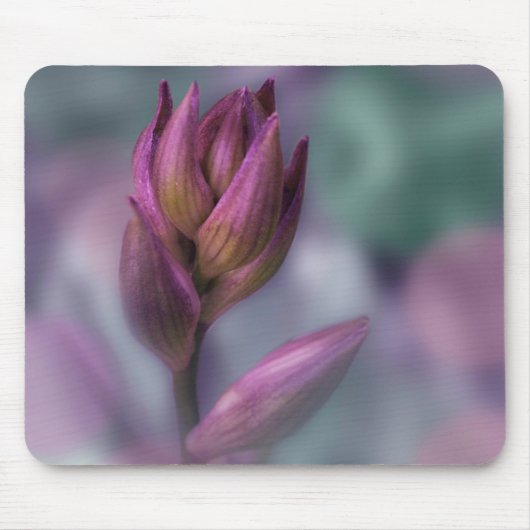 Hosta Blume Bud Lila und grün Mousepad (Vorne)