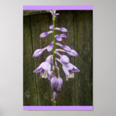 Hosta Blume Poster (Vorne)