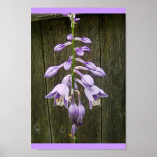Hosta Blume Poster